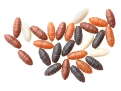 Drennan Buoyant Maggot -Visuitrusting Winkel drennan buoyant maggot 2